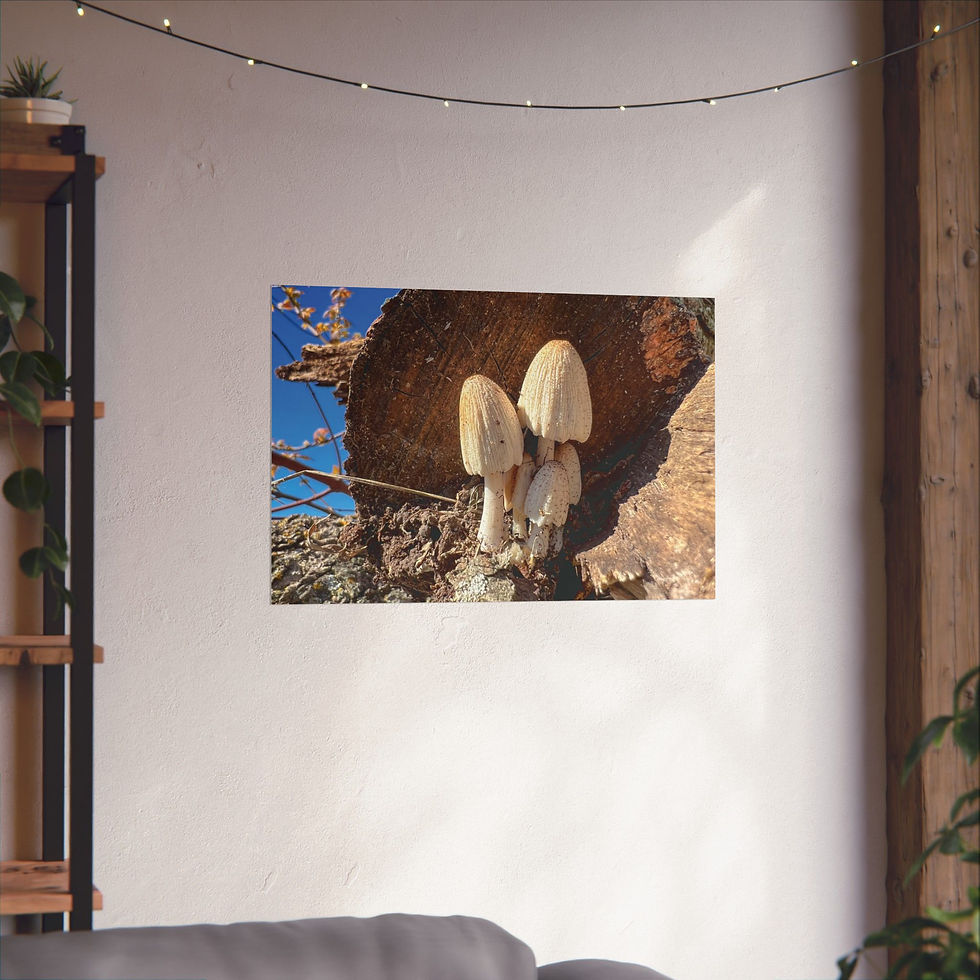Thumbnail: Mushroom on Log Photo Poster – Rustic Nature Matte Horizontal Print