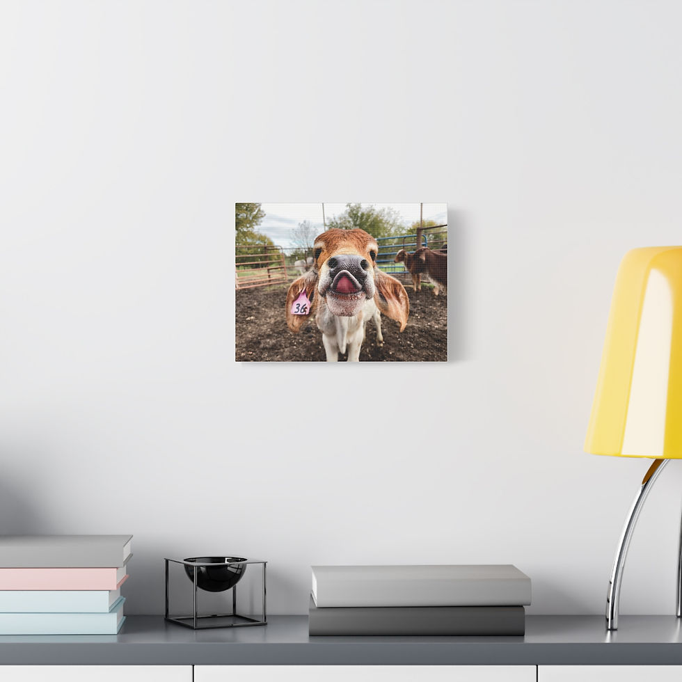 Thumbnail: Playful Calf Photo Canvas - Cute Farm Animal Wall Art, Matte Stretched Canvas