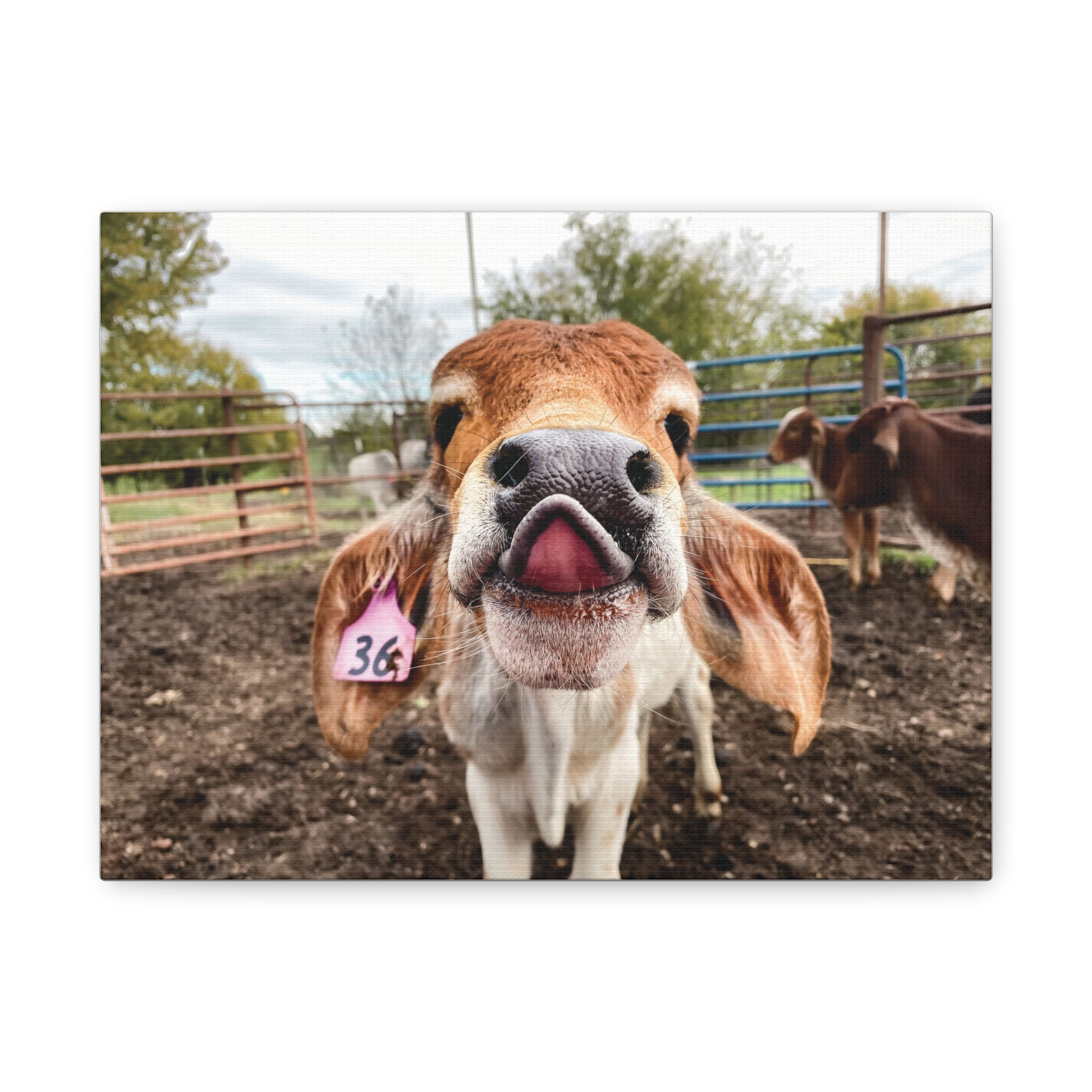 Playful Calf Photo Canvas - Cute Farm Animal Wall Art, Matte Stretched Canvas