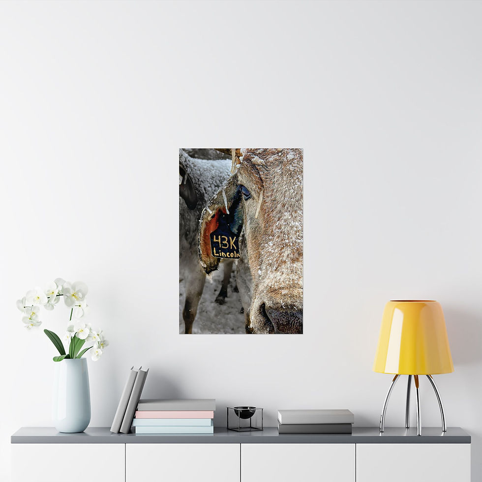 Thumbnail: Steer Frosty Winter Photo Poster — Matte Vertical Print