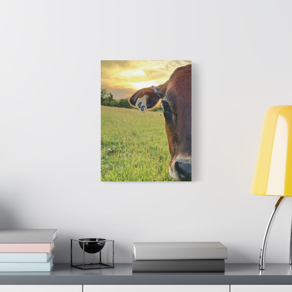 Thumbnail: Sunset Cow Canvas Wall Art — Rustic Farm Animal Photo Print