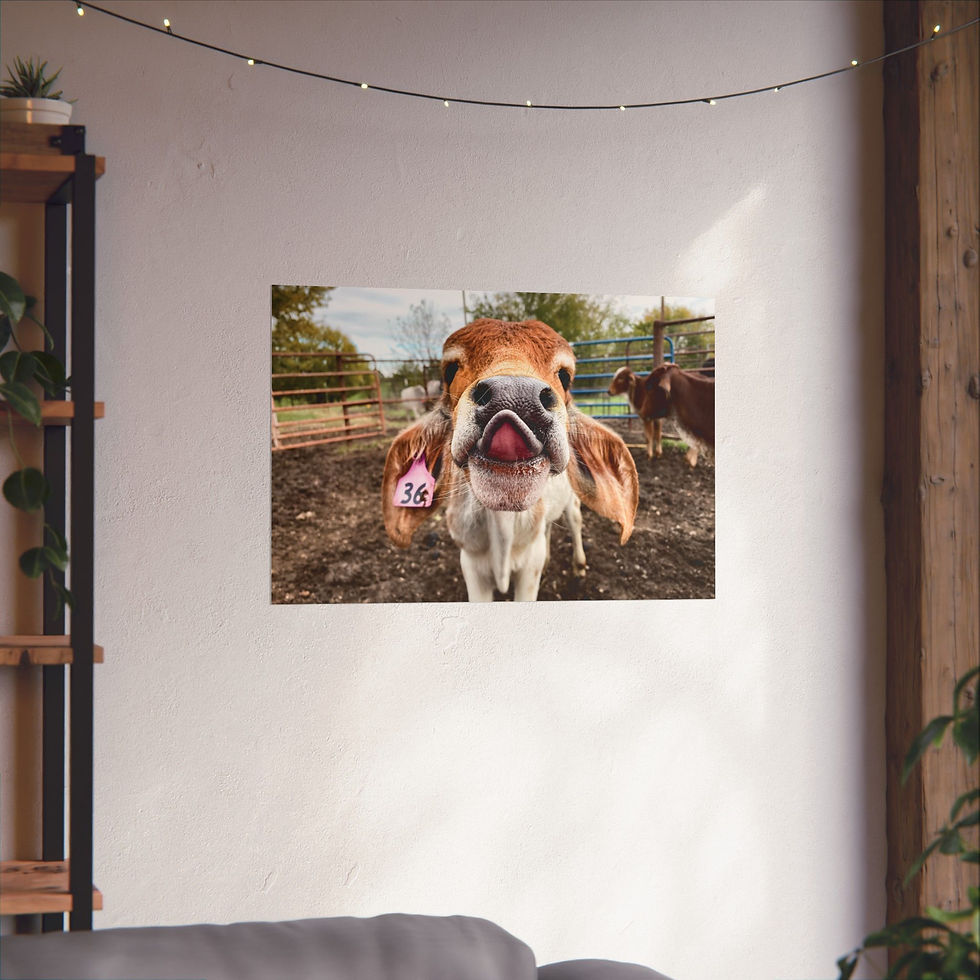 Thumbnail: Cute Calf Close-Up Poster — Funny Farm Animal Matte Horizontal Print