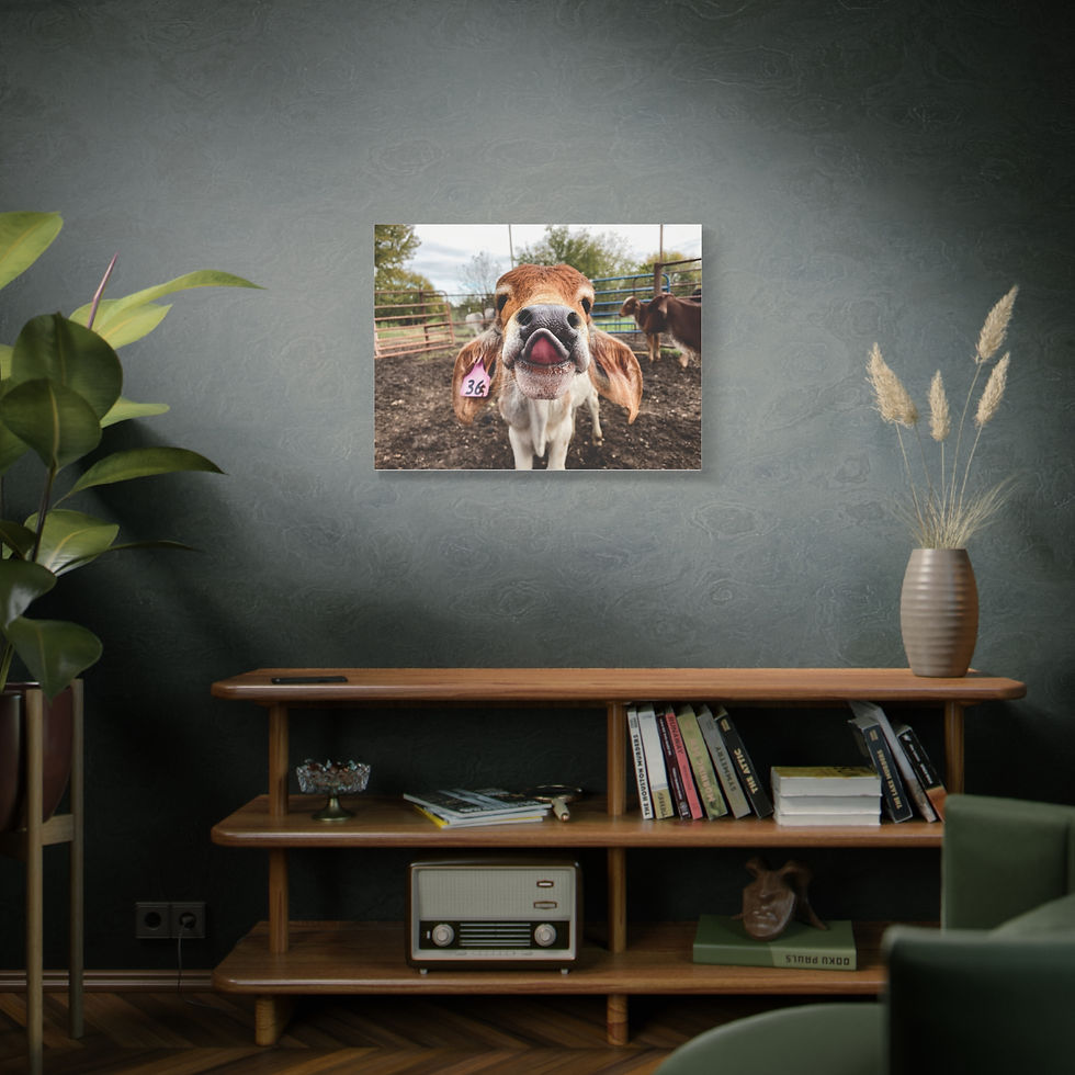 Thumbnail: Playful Calf Photo Canvas - Cute Farm Animal Wall Art, Matte Stretched Canvas