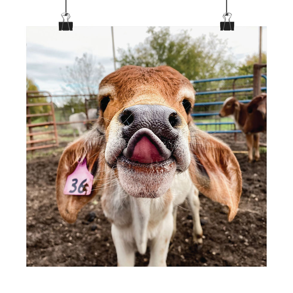 Thumbnail: Cute Calf Close-Up Poster — Funny Farm Animal Matte Horizontal Print