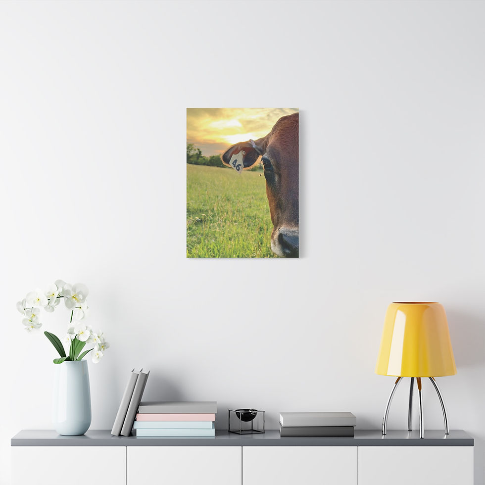 Thumbnail: Sunset Cow Canvas Wall Art — Rustic Farm Animal Photo Print