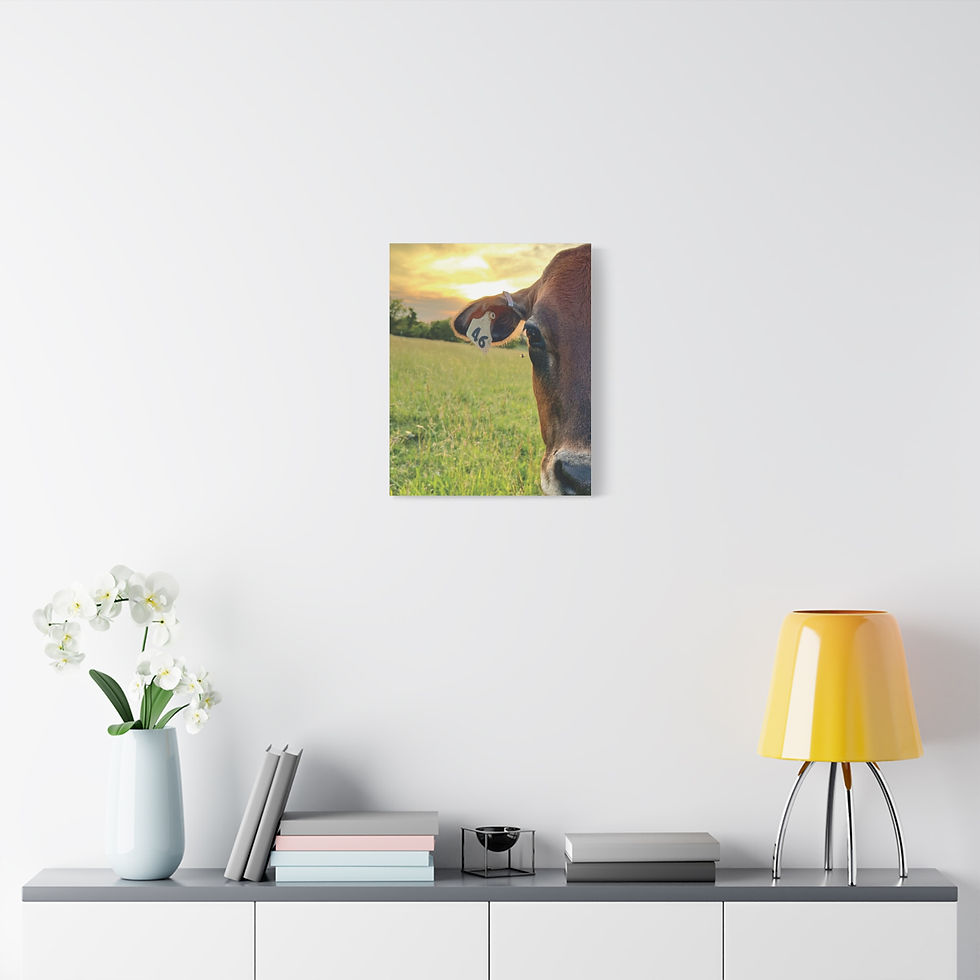 Thumbnail: Sunset Cow Canvas Wall Art — Rustic Farm Animal Photo Print