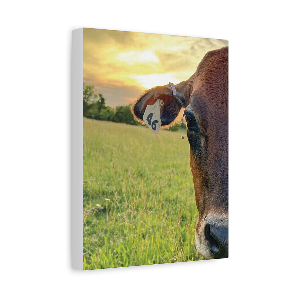 Thumbnail: Sunset Cow Canvas Wall Art — Rustic Farm Animal Photo Print