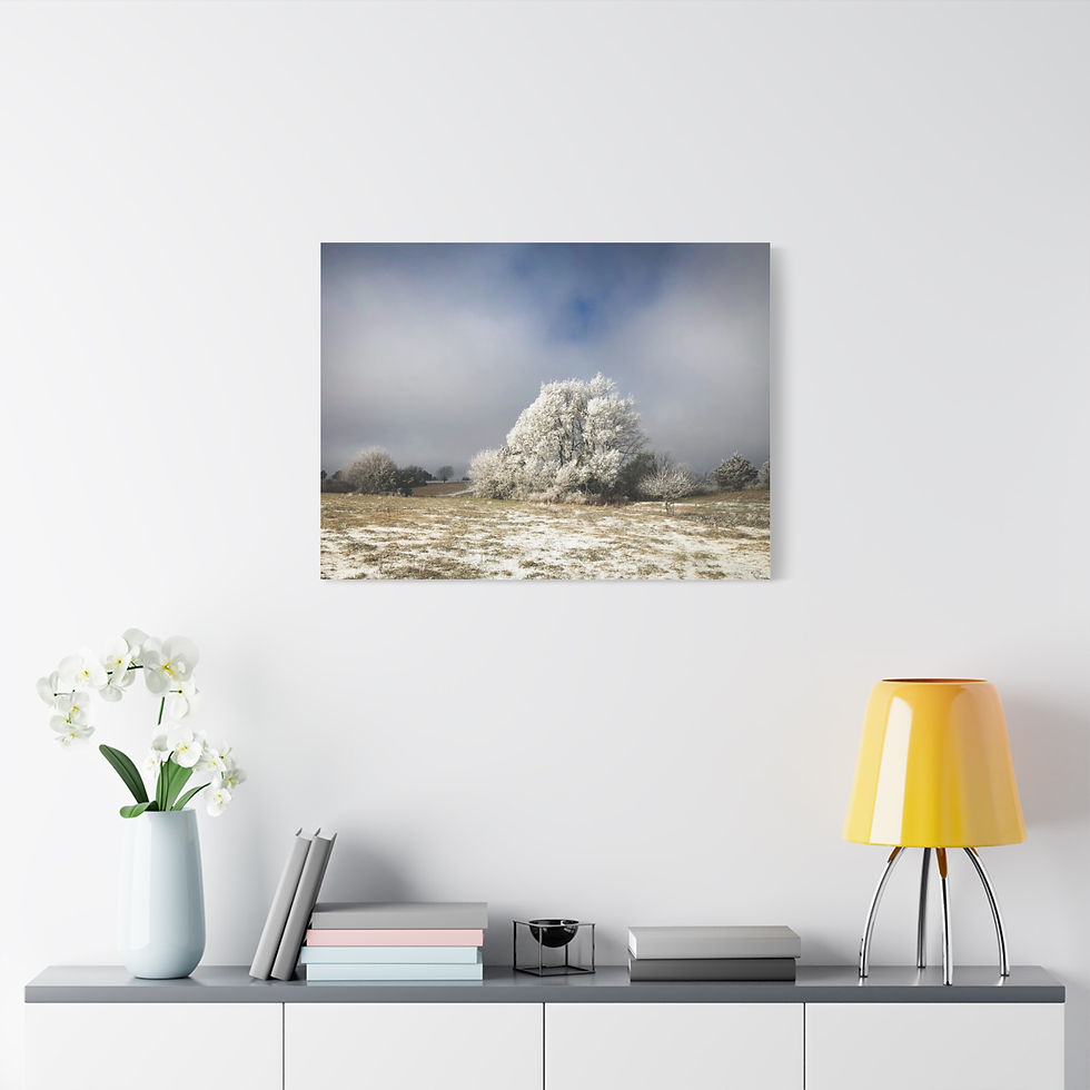 Thumbnail: Frosted Winter Tree in Pasture Field Matte Canvas