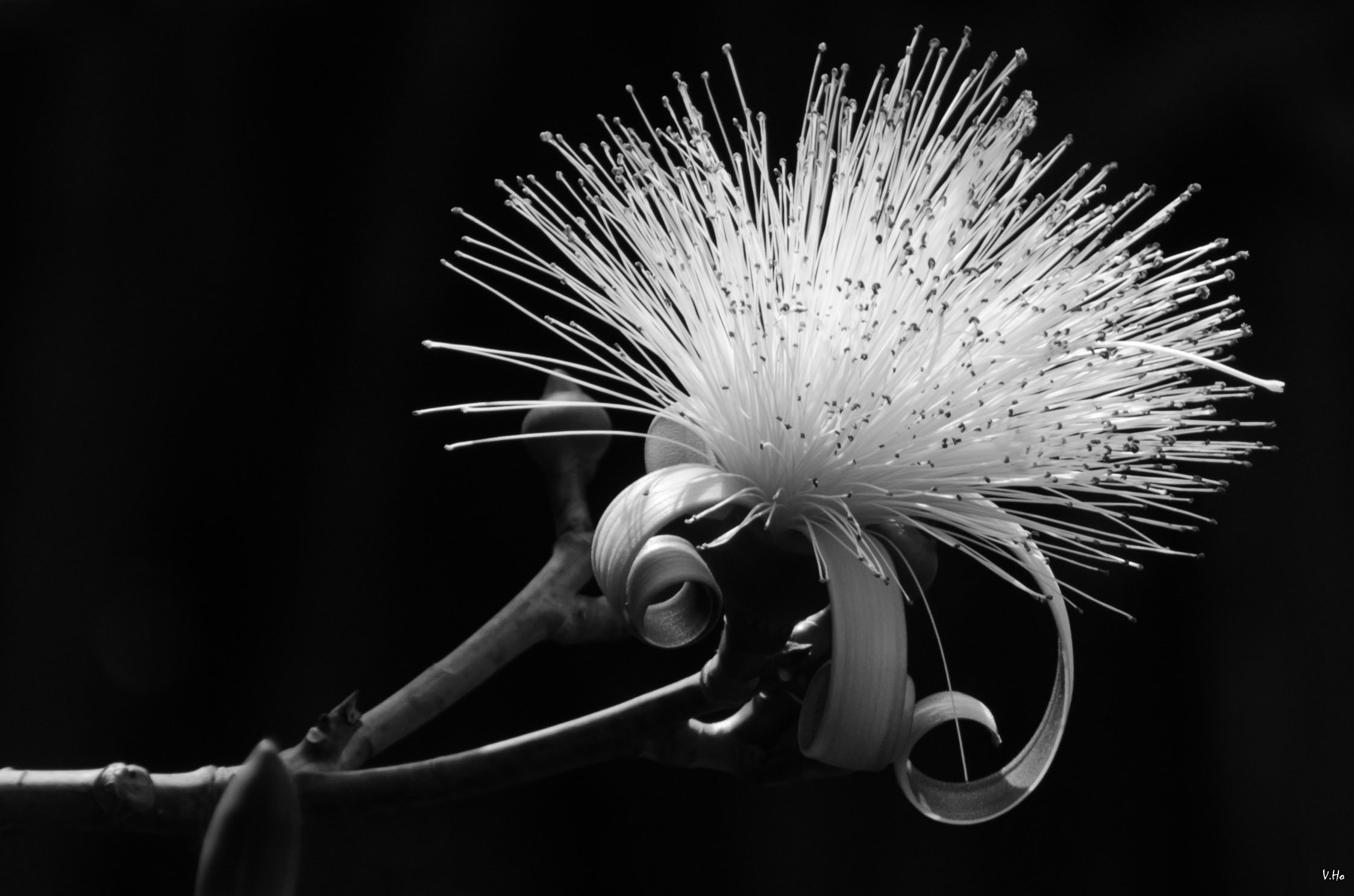 Fleur du jardin d'Eden