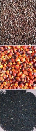 oil_seed 02_edited