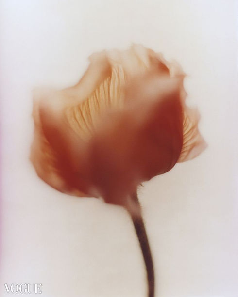 flower 3.jpg