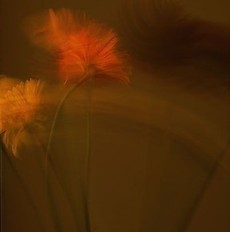 flowers blur.jpg