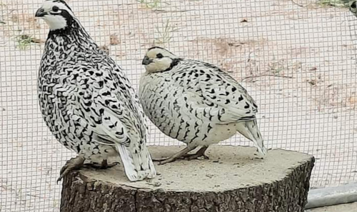 Adult Snowflake Bobwhite Quail, 2 pairs | PineHeavenGamebirds