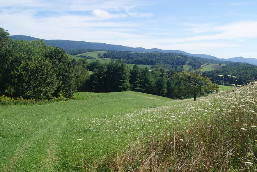 Green, rolling hills, a hillside of wildflowers, with a mountain range in the distance.