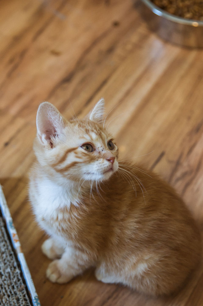 How to Raise a Happy, Healthy Kitten