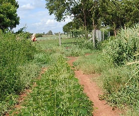 Kothur (B), Zaheerabad, Sangareddy. 36 guntas land