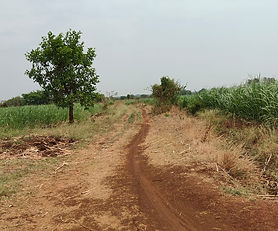 Kothur (B), Zaheerabad, Sangareddy. 1.39 acres land