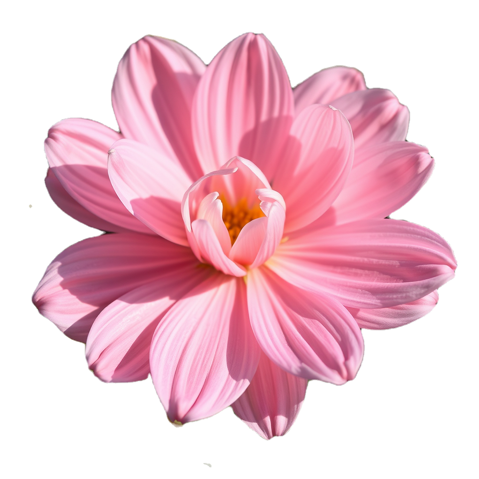Create very soft light color flower_edited.png