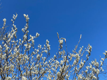 WELCOME (back) TO NEIGHBORS IN SOUTH ROANOKE!