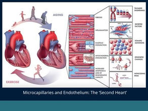 Microcapillaries and Endothelium: The ‘Second Heart’