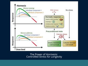The Power of Hormesis: Controlled Stress for Longevity