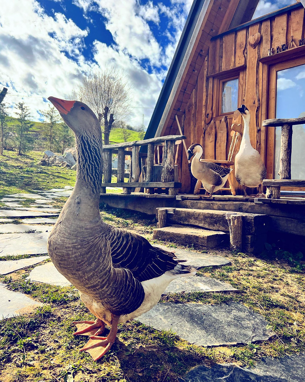Miniatura: KABANYA - Mini casa alpina en Cantabria