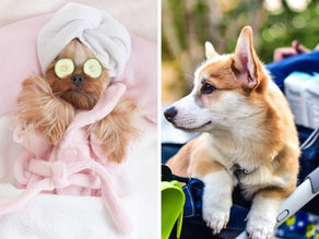 cane alla spa e cane nel passeggino