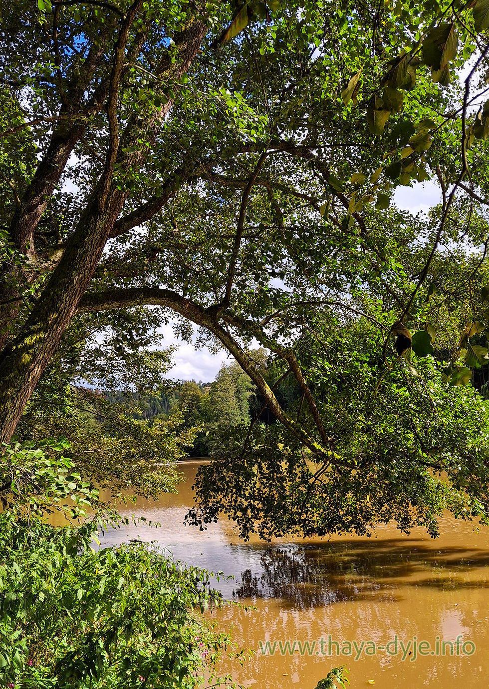 Schwarzerlenbruchwald an der Thaya