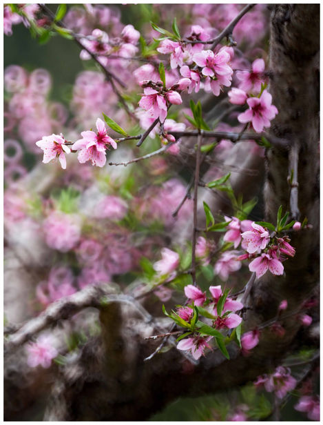 劉翠瓊_044_淡紅 - Louisa Lau.jpg