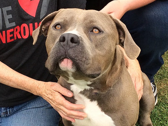 AFLAR Rescues Stormy from Shelter