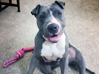 Clover Finds Forever Home!!!