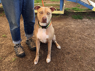 AFLAR Rescues Ridley from Shelter