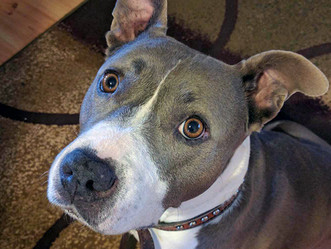 Nina Finds Forever Home!!!