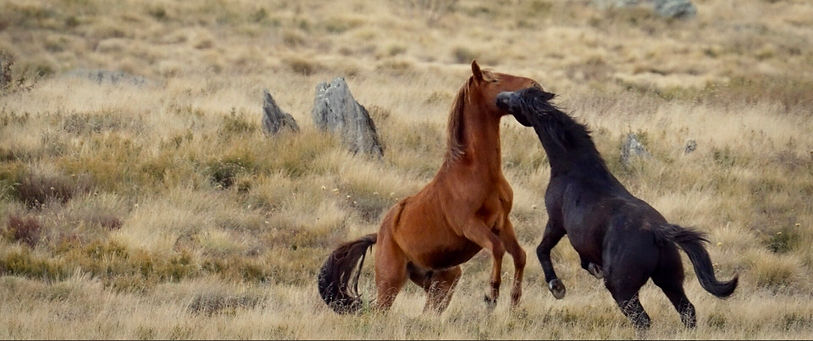 4 In Search Of The Grey.jpg