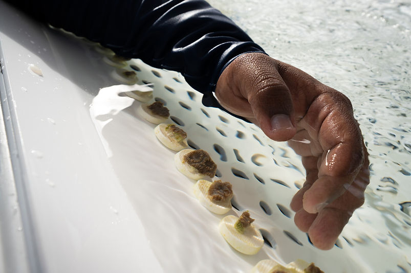 12 Born From The Reef.jpg