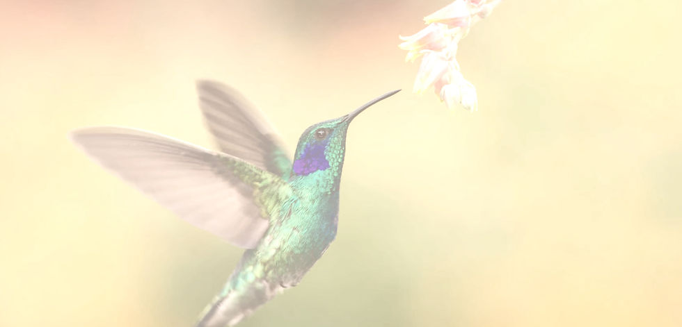 Capture d’écran 2025-05-08 à 13_edited.jpg