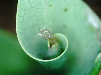 Wilmington leaf miner on Triadica sebifera D3134 2021 10.JPG