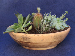 Succulant Garden Bowl 125mm x 60mm