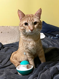 Cat - Larry