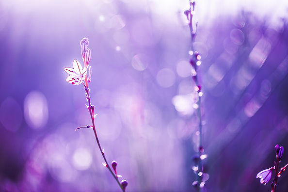 storyblocks-spring-flowers-background-nature-ptoto-with-soft-warm-pink-and-blue-colors-wil