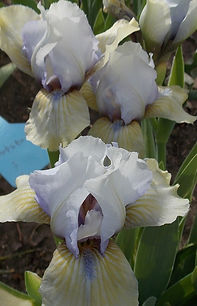 Herkle_ERieniets_R2012_SDB_11(28 cm)_ear