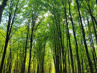 14 Best Easy Hikes in CT: Scenic Short Trails & Waterfalls