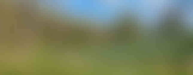 daffodils in litchfield county, connecticut