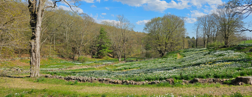 daffodils in litchfield county, connecticut