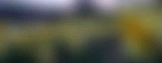 daffodils in litchfield county, connecticut