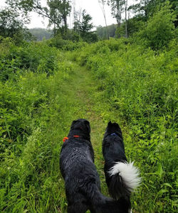 hiking with my dogs in Goshen, connecticut