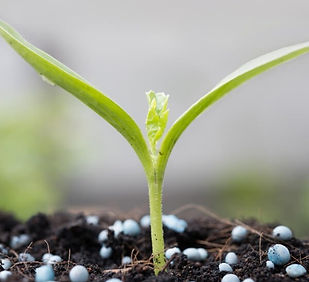 promix-greenhouse-growing-young-plant-cl