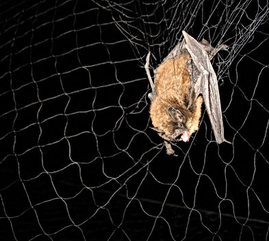 Long-legged Myotis