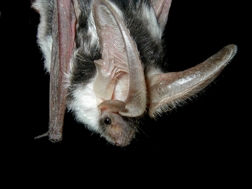 Spotted Bat