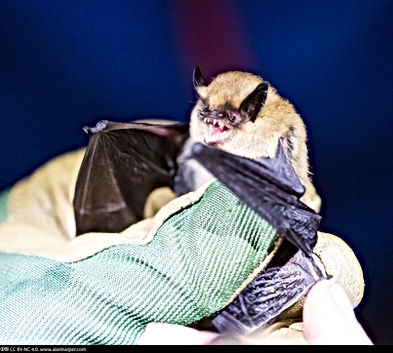 California Myotis